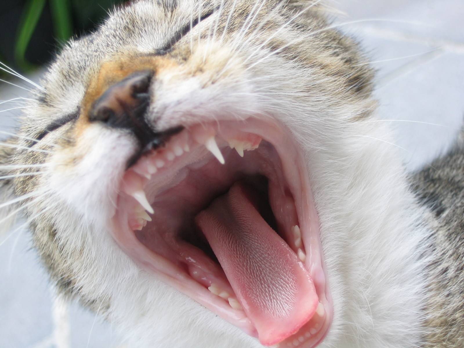 Почему кошка высовывает язык? заболевания, при которых наблюдается высовывание кончика языка у кошек. почему кошки высовывают кончик языка — причины