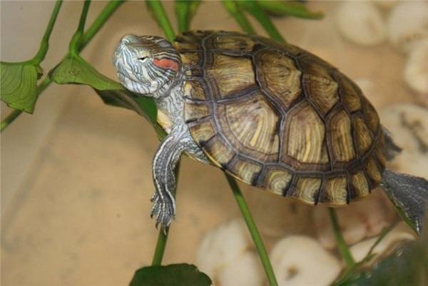 Мифы, ошибки и заблуждения о черепахах - все о черепахах и для черепах
