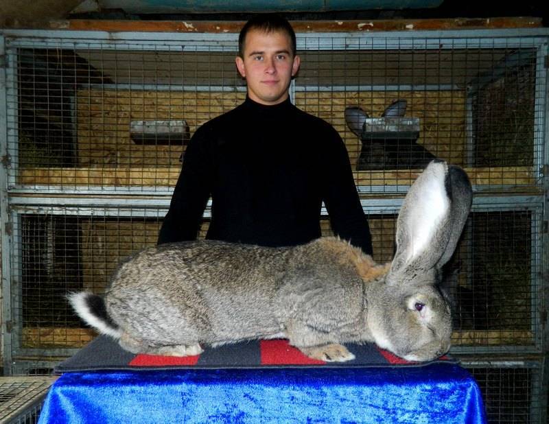 Гиганты и карлики в мире кролей