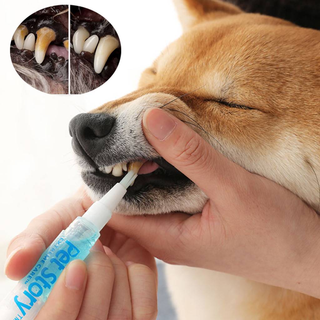 Как чистить зубы кошке