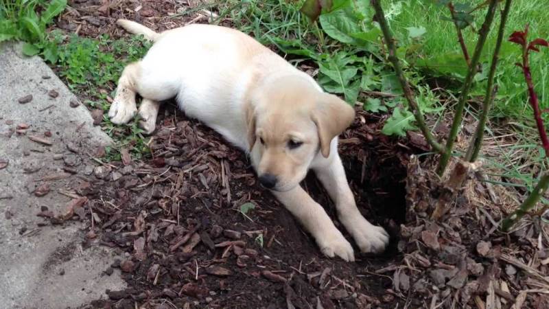 Почему собака роет ямы во дворе: причины и способы их устранения
почему собака роет ямы во дворе: причины и способы их устранения