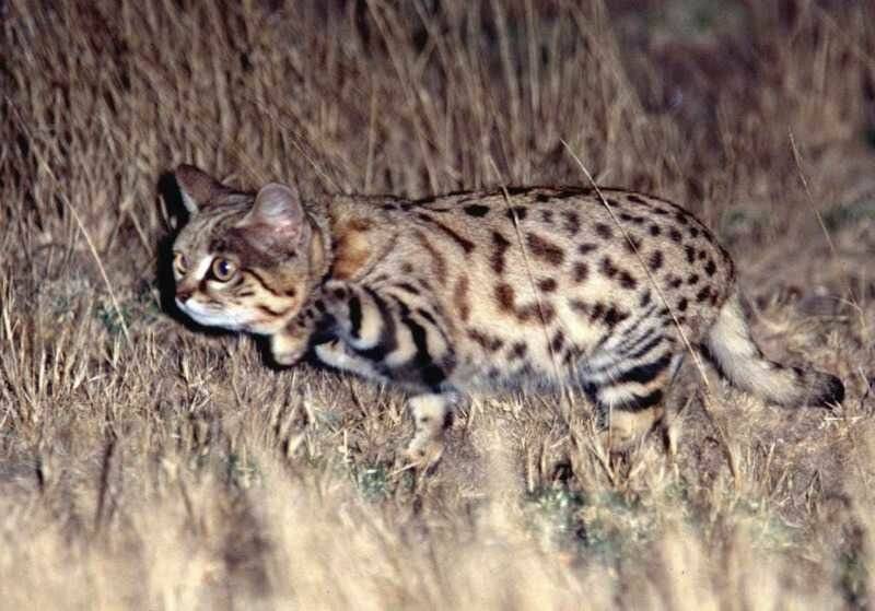 Анатолийская кошка — описание пород котов