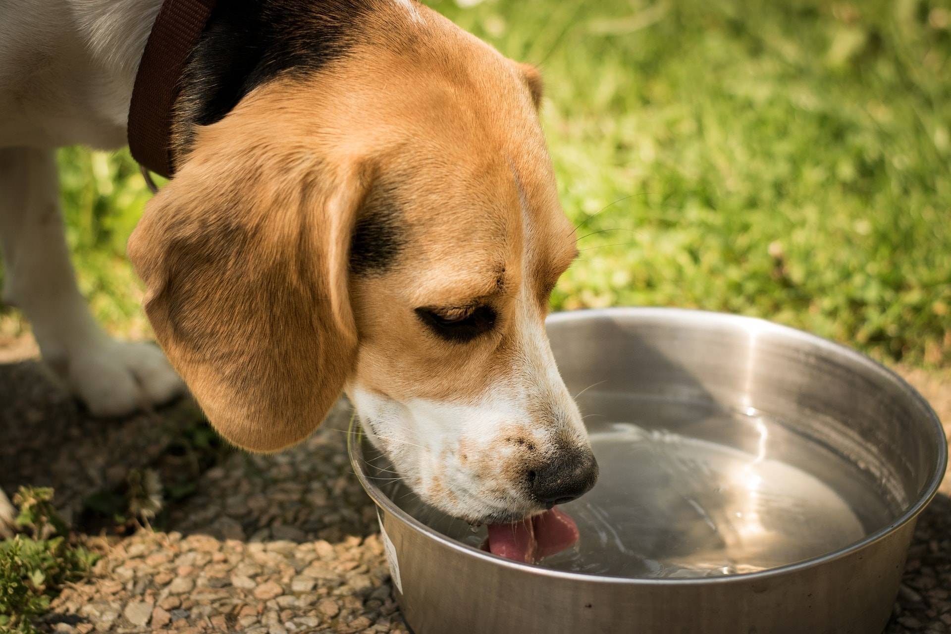 Икота у собак: причины, почему часто икает по утрам или после еды, что делать и что это значит, умеют ли щенки и взрослые питомцы, как убрать