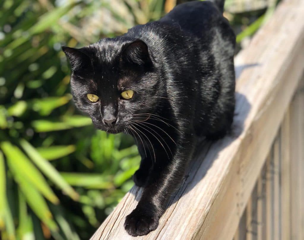 Породы черных кошек с фотографиями: описание популярных пород и их темперамент +фото и видео