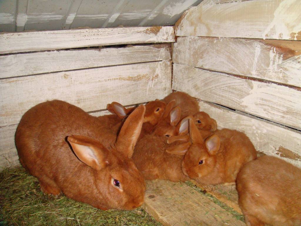 Обзор мясных пород кроликов для домашнего разведения