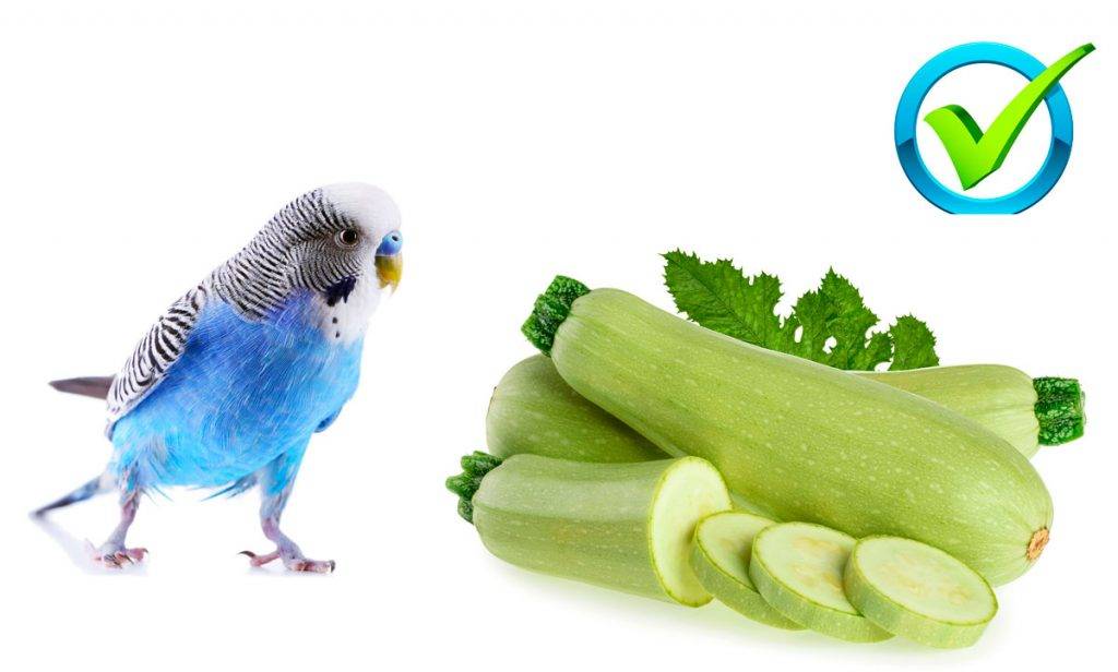 Что едят волнистые попугаи и как правильно кормить птиц