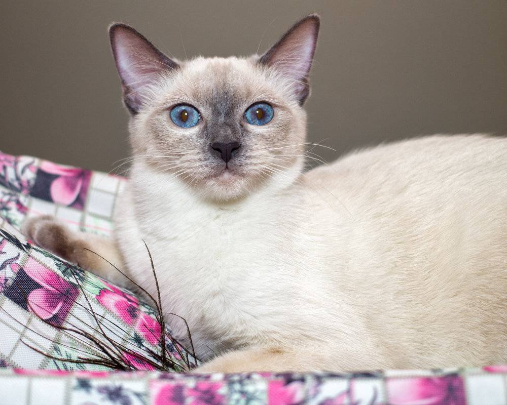 Тайская кошка фото и описание породы характер