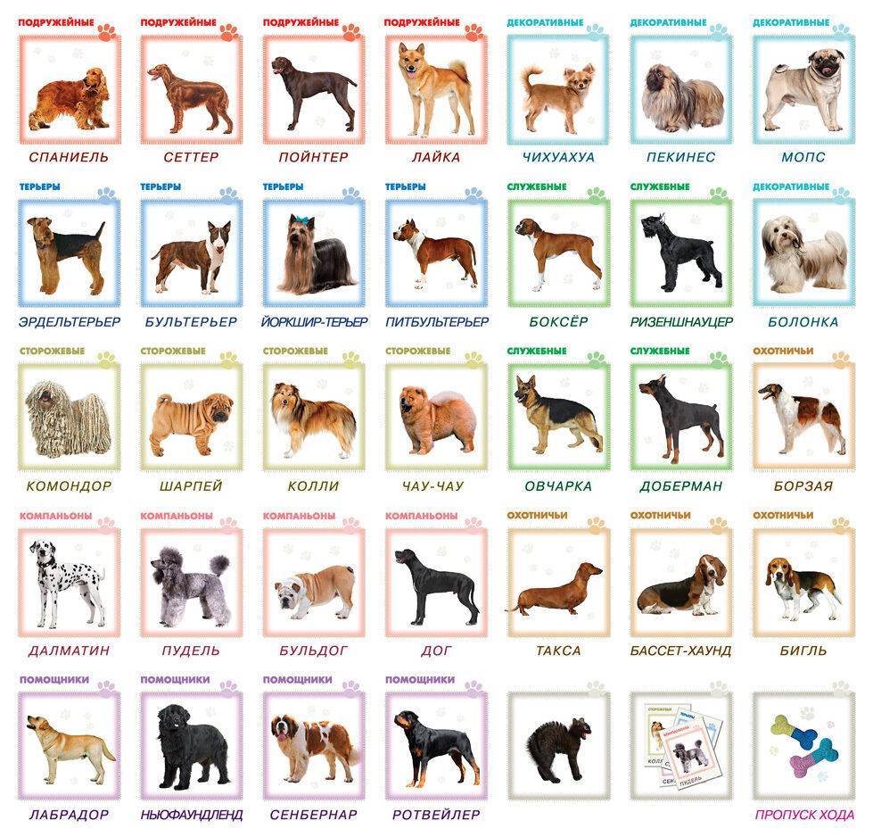 Служебные породы собак: топ-10 с фото и названиями