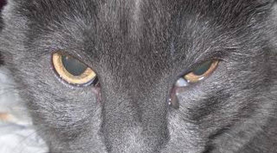 Пингвекула глаза: причины, симптомы и способы лечения «ochkov.net»