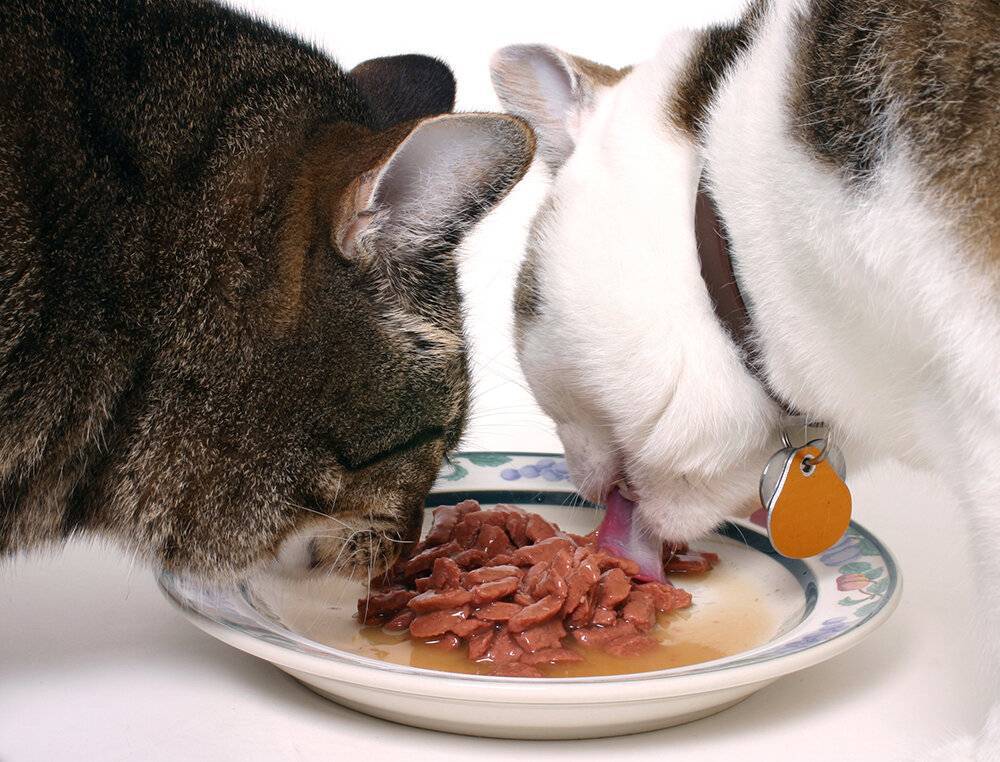 Можно ли размачивать сухой корм для кошек