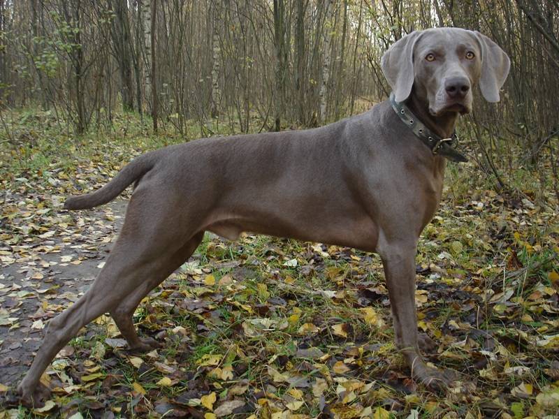 Веймарская легавая или серая собака с голубыми глазами: особенности содержания и ухода