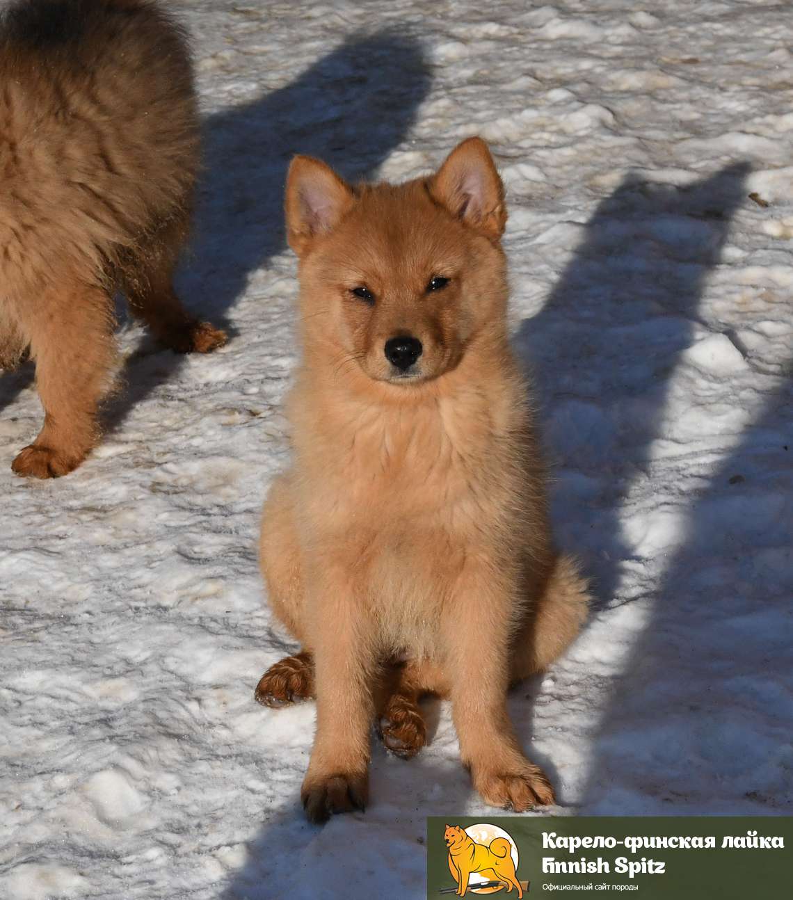 Карело-финская лайка – фото, описание, стандарт породы, цена щенков