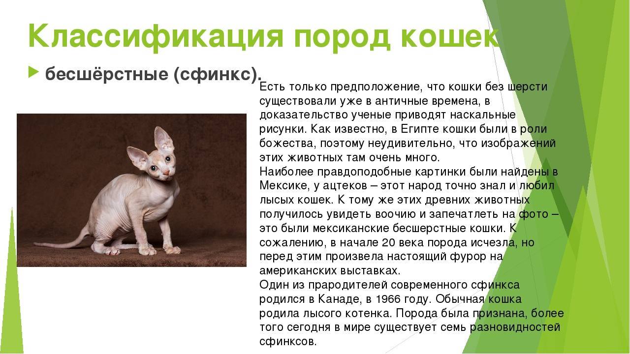 ᐉ кот крысолов порода описание - zoomanji.ru