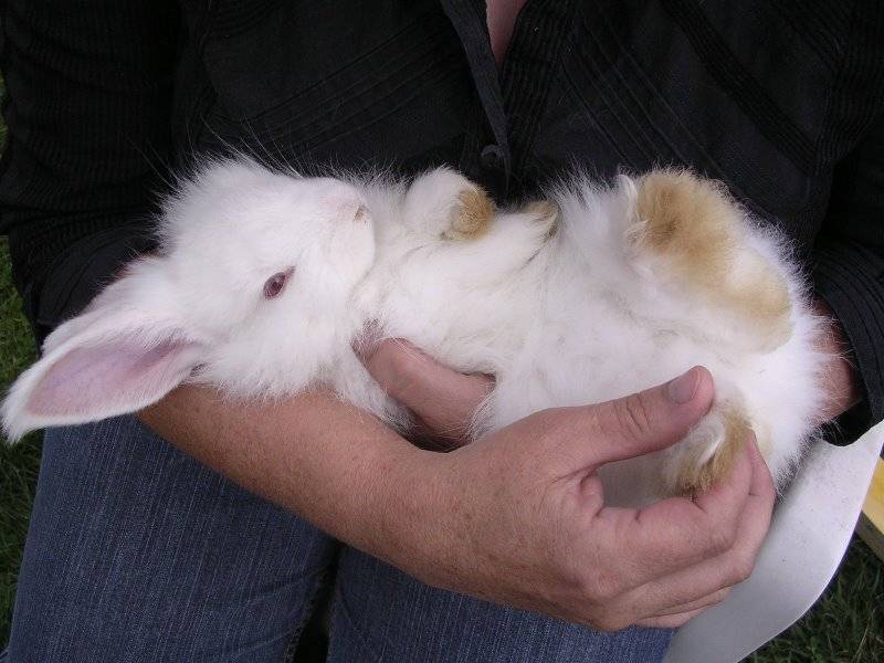 Можно ли кроликов брать за уши и как именно