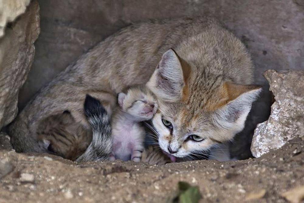 Барханная кошка фото