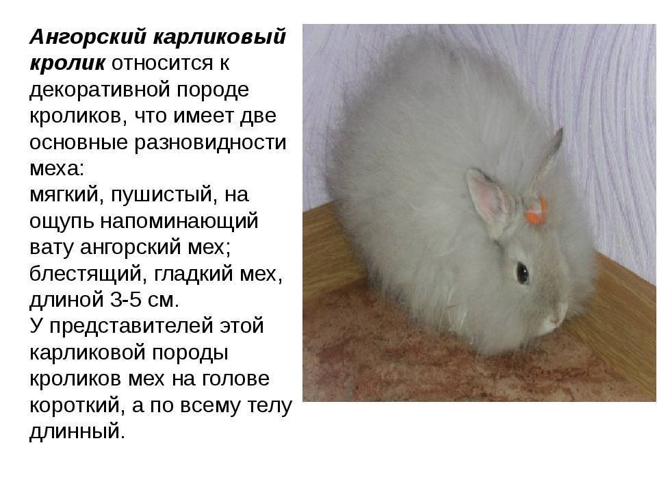 Ангорский пушистый кролик