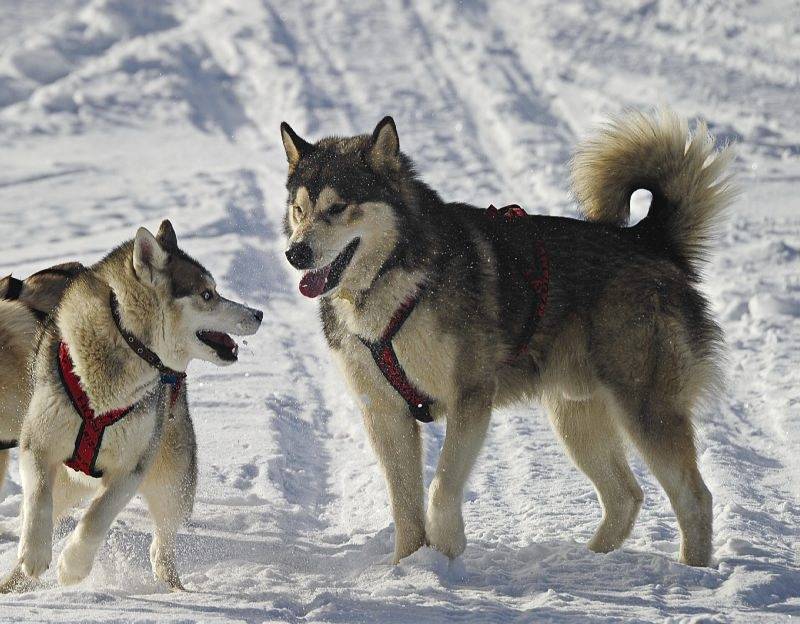 Северная инуитская собака – не признанный гибрид. внешний вид, характер, содержание и уход (+ фото)