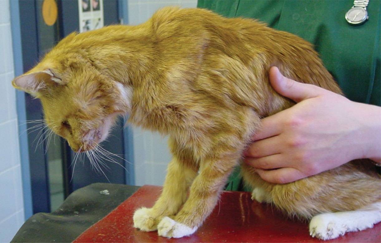 У кошки отнимаются лапы: симптомы и причины, первая помощь, 3 метода лечения