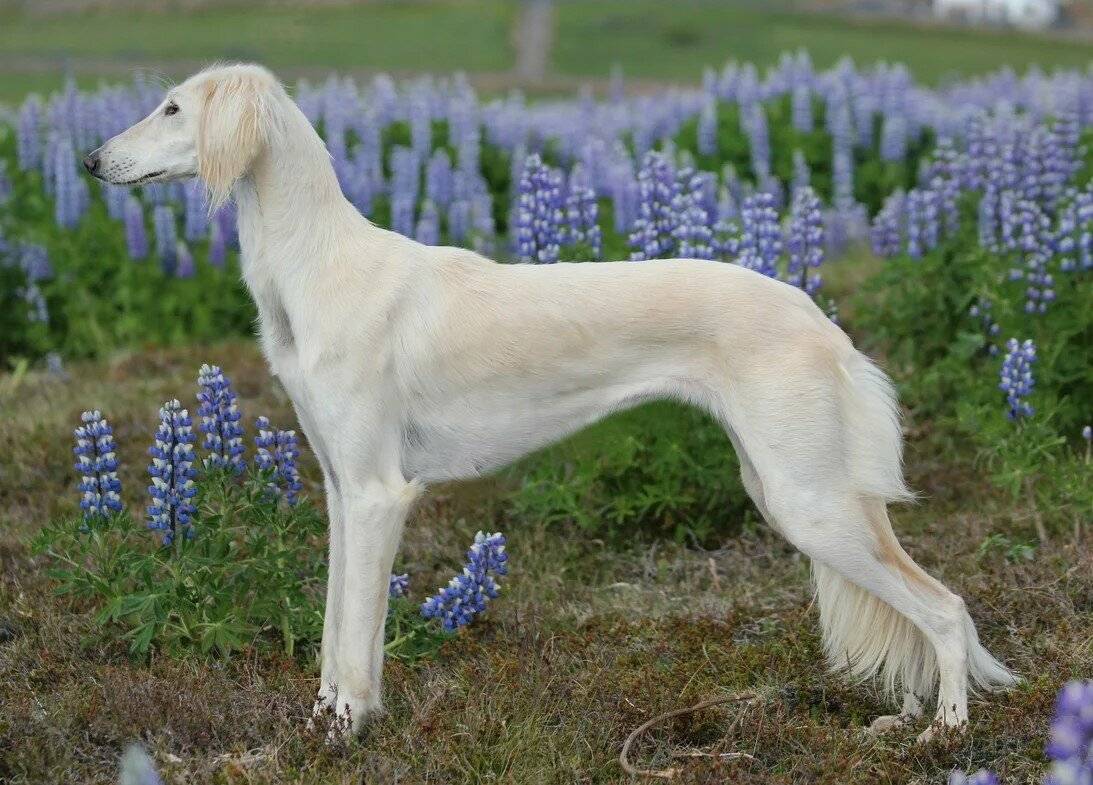Казахская порода собак тазы