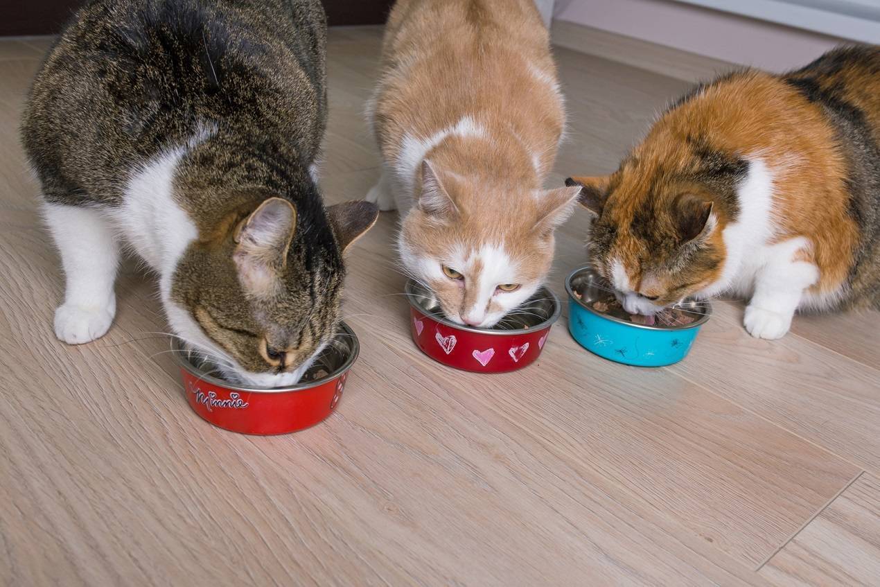 Почему кошка закапывает еду: выявляем главные причины | ваши питомцы