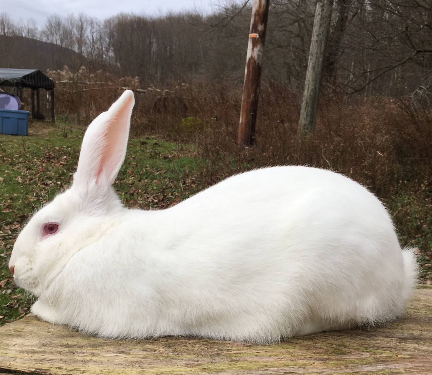 Кролик белый великан: описание породы