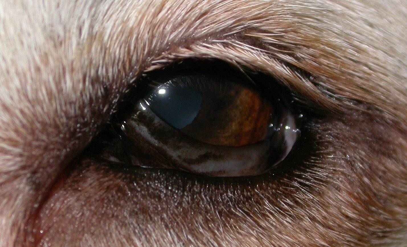Симптомы и лечение глаукомы у кошек и собак