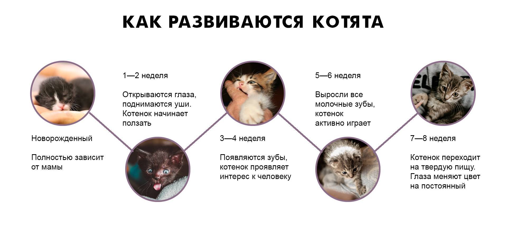 Развитие котят по неделям: основные этапы роста котенка