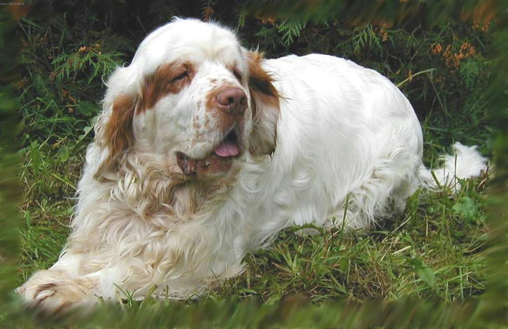 Кламбер-спаниель: описание породы собак - окружающий мир вокруг нас