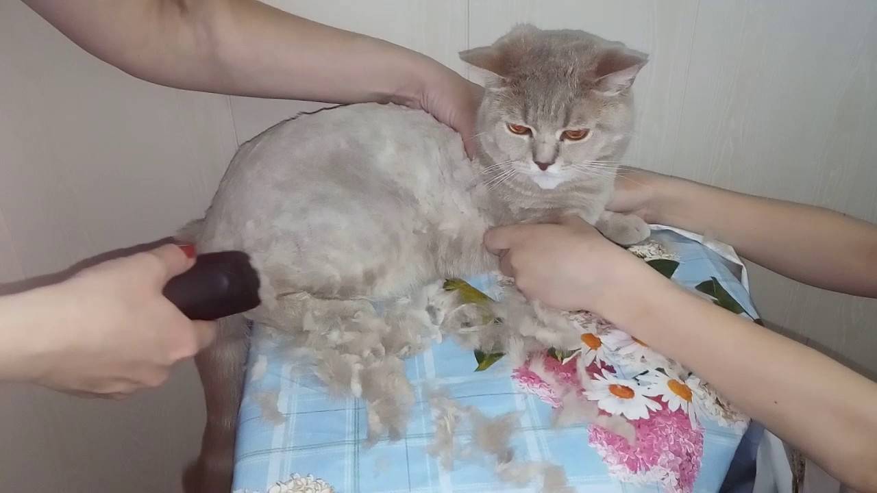 Как стричь кошку ножницами. как самостоятельно в домашних условиях подстричь шерсть у кота, как это делают профессионалы? стрижка агрессивных кошек