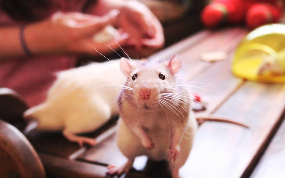 Крысы - умные животные: интеллект и количество хромосом грызуна