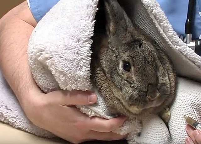 Понос у кроликов: от чего у животных может возникать диарея и как ее лечить