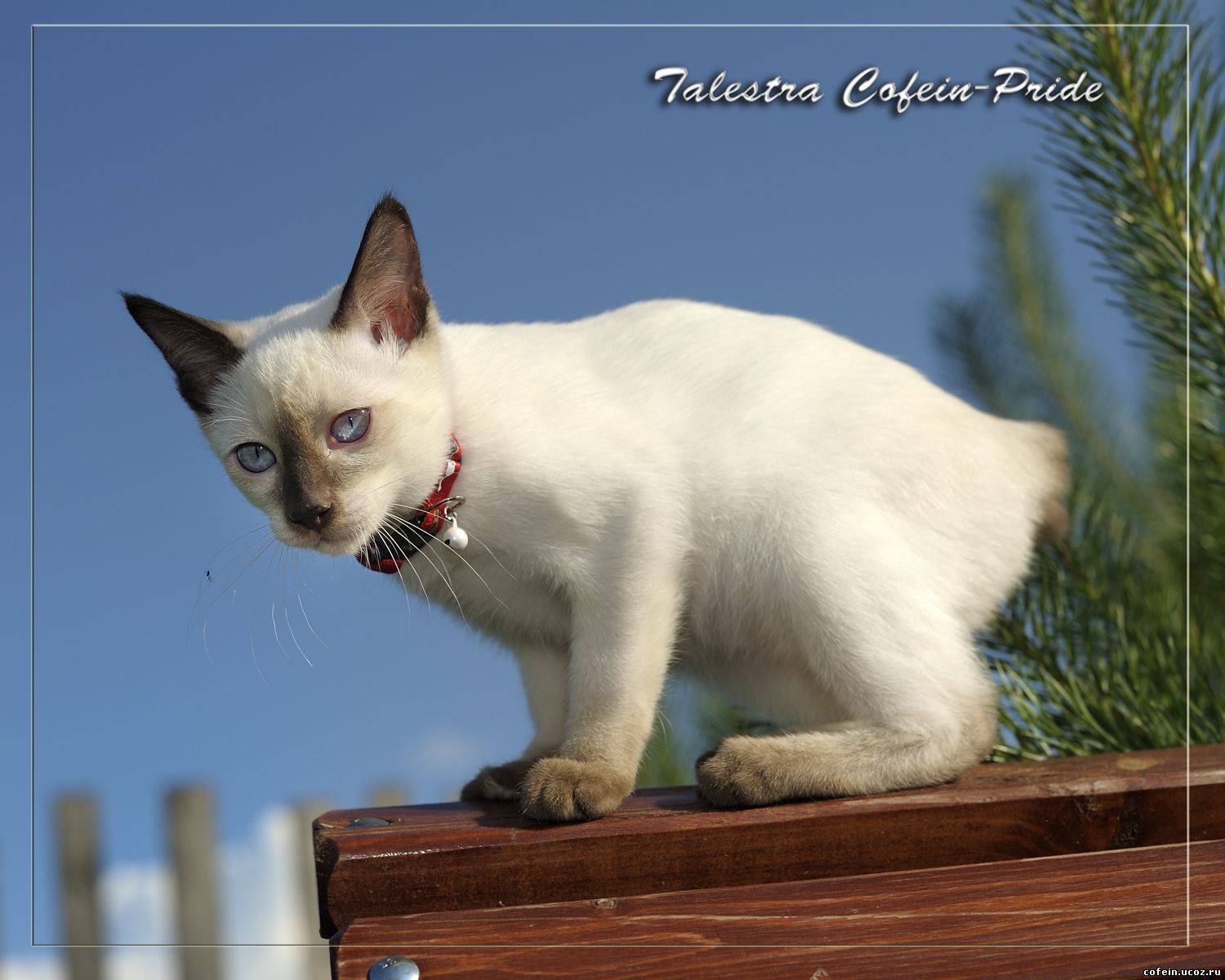 Рассмотрите фотографию кошки меконгский бобтейл. Меконгский бобтейл. Меконгский (тайский) бобтейл. Порода кошек Меконгский бобтейл. Меконгский бобтейл Blue point.