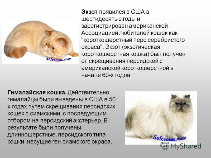 Разведение невских маскарадных котов: особенности и характер породы, уход, фото