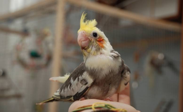 Распространенные болезни попугаев корелла и их лечение