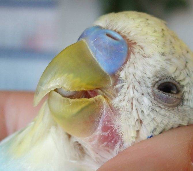 Попугай тяжело дышит с открытым клювом