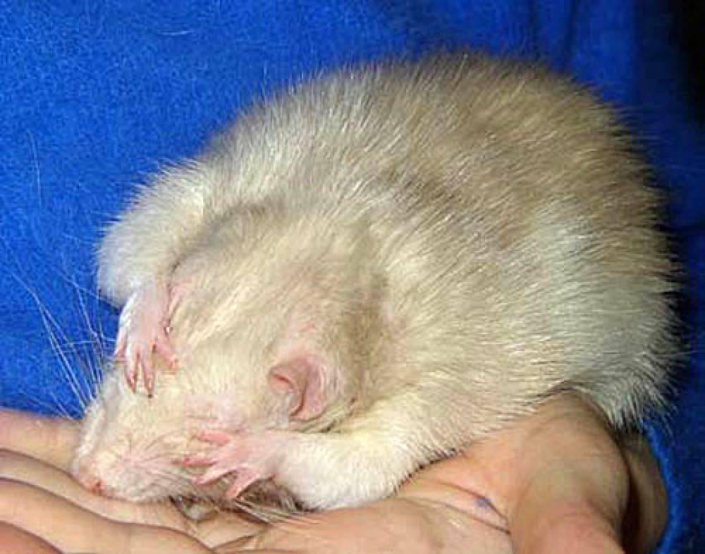 Заболевания органов дыхания (респираторные болезни) у крыс и мышей