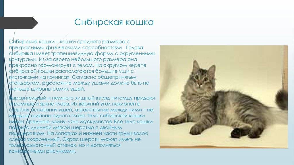 Cибирская кошка: признаки вида, окрасы шерсти, характер, уход