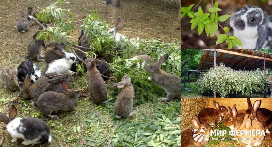 Какие ветки деревьев можно давать кроликам: веточный корм и ест ли вишню и акацию?