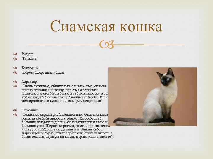 Сиамские котята: описание, цена, фото, видео, уход, отзывы