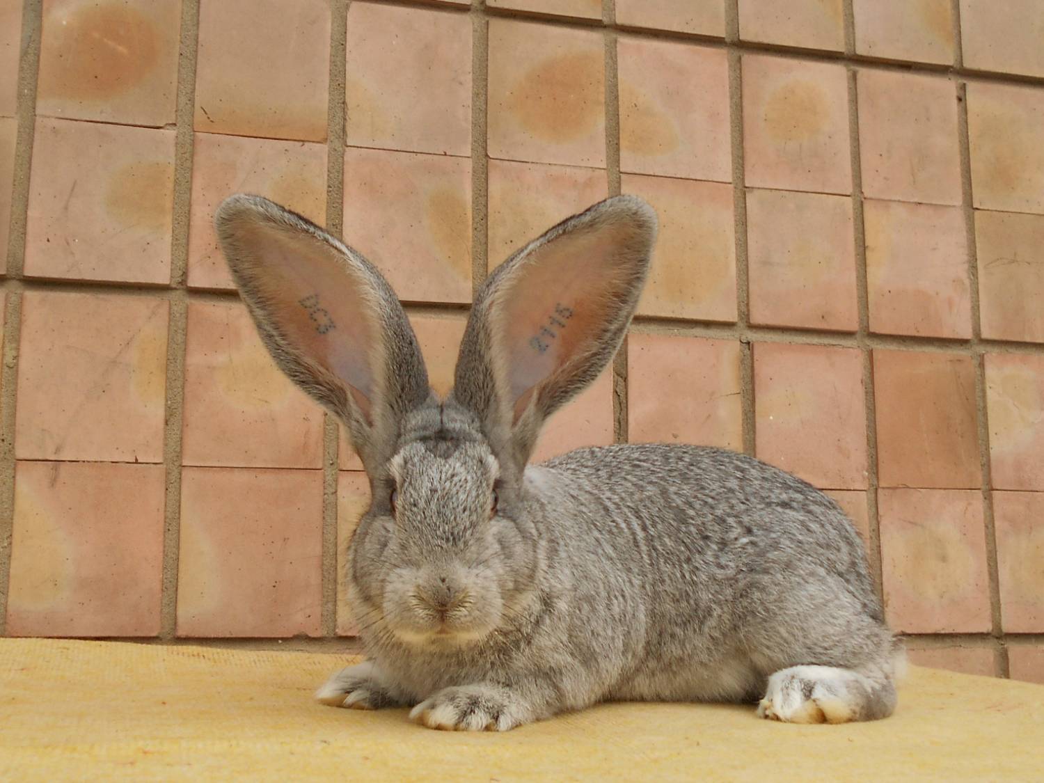 Кролики фландеры: все о бельгийской породе, содержание, сколько весит