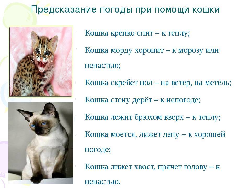 Породы рыжих кошек с фотографиями и названиями пород