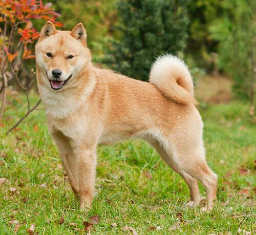 Как выглядят собаки хаккайдо: характеристика и внешний вид породы