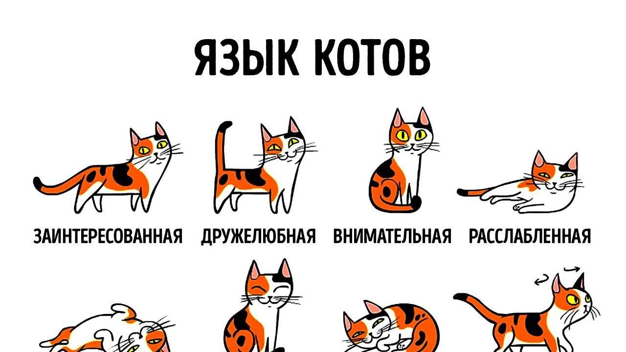 Что значат мур и мяу | как научиться понимать язык кошек