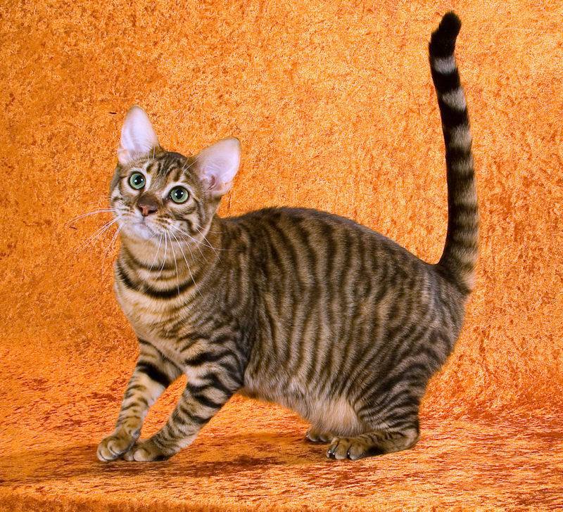 Тойгер: описание уникальной породы кошек с фото и видео
