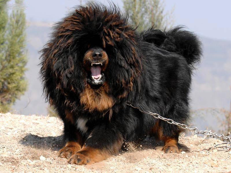 Самая большая собака в мире и в россии: топ 6 с фото