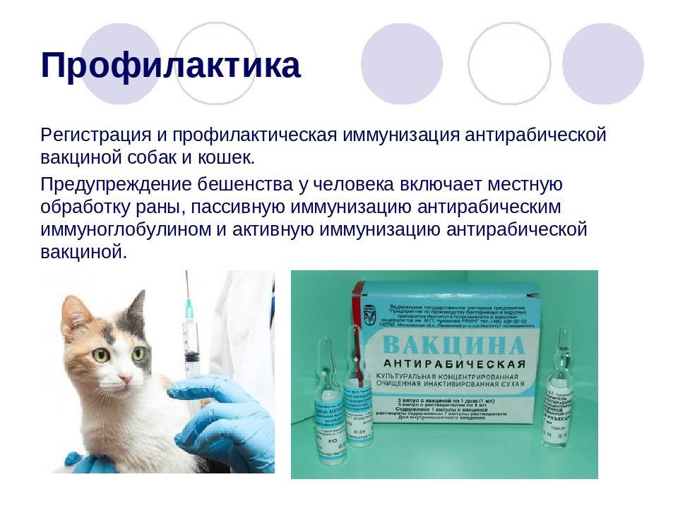 Как сделать прививку коту на дому самостоятельно