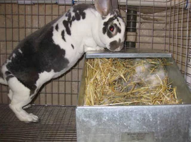 Роды крольчихи – количество крольчат за один раз?