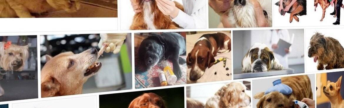 Почему собака кашляет как будто подавилась? причины, диагностика и лечение при кашле у собак