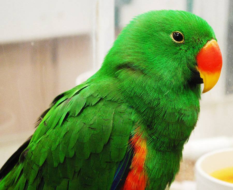 Зеленые попугаи: особенности породы, правила содержания больших попугаев зеленого цвета, отзывы владельцев