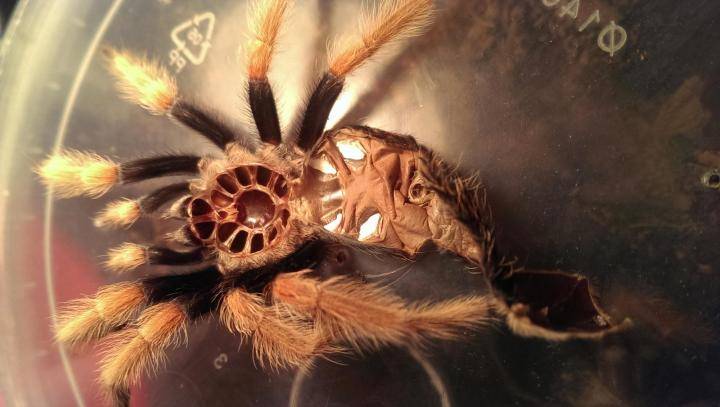Особенности и опасность паука птицееда – как выглядит и где обитает в мире | дезинфекция, дезинсекция, дератизация - информационный портал